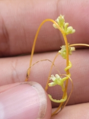Cuscuta cephalanthi