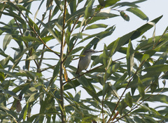 Acrocephalus schoenobaenus