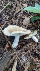 Russula sororia