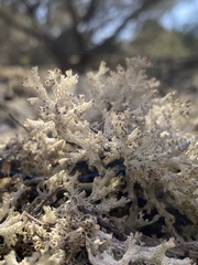 Pulchrocladia retipora