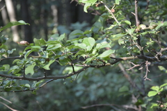Malus sylvestris