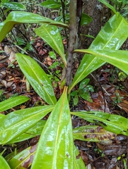 Nepenthes ampullaria
