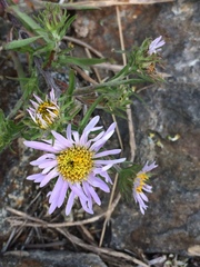 Aster altaicus