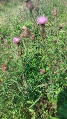 Centaurea nigra