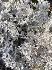 Pulchrocladia retipora