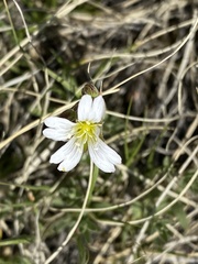 Cerastium arvense