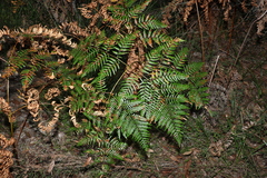 Pteridium esculentum