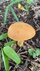 Boletus aurantiosplendens