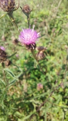 Centaurea nigra