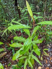 Nepenthes ampullaria