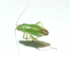 Orthotylus ericetorum