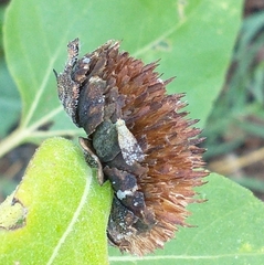 Neotephritis finalis