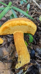Boletus aurantiosplendens