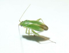 Orthotylus ericetorum