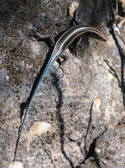 Trachylepis margaritifera
