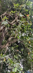 Terminalia catappa