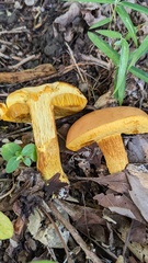 Boletus aurantiosplendens
