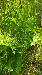 Osmunda spectabilis