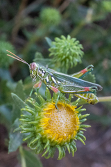 Hesperotettix viridis