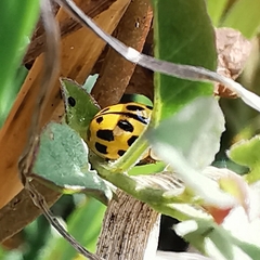 Propylea quatuordecimpunctata