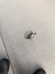 Setophaga caerulescens