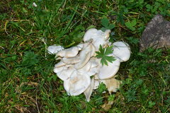 Leucocybe