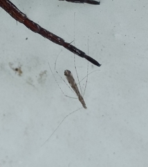 Empicoris vagabundus