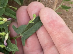 Convolvulus arvensis