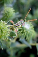 Hesperotettix viridis