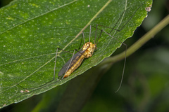 Nephrotoma