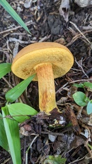 Boletus aurantiosplendens