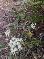 Kitagawia baicalensis