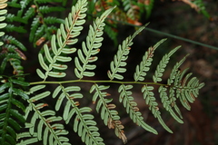 Pteridium esculentum