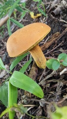 Boletus aurantiosplendens