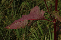 Rumex aquaticus
