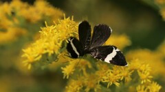 Trichodezia albovittata