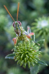 Hesperotettix viridis