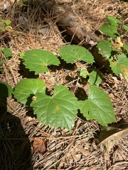 Vitis rotundifolia
