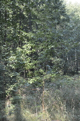 Malus sylvestris