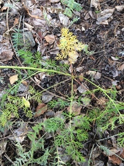 Kitagawia baicalensis