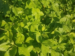 Euonymus fortunei