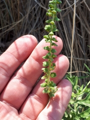 Ambrosia psilostachya