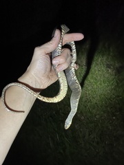 Nerodia fasciata pictiventris