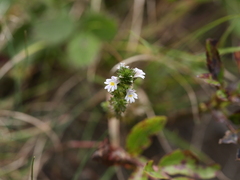 Euphrasia stricta