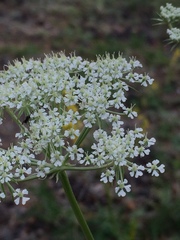 Kitagawia baicalensis