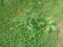 Carduus crispus