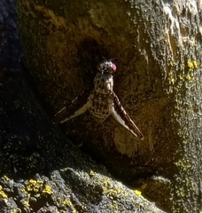 Callopistromyia strigula