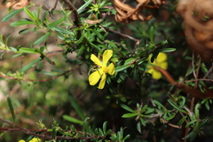 Hibbertia linearis