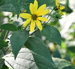 Helianthus divaricatus