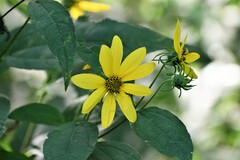Helianthus divaricatus
